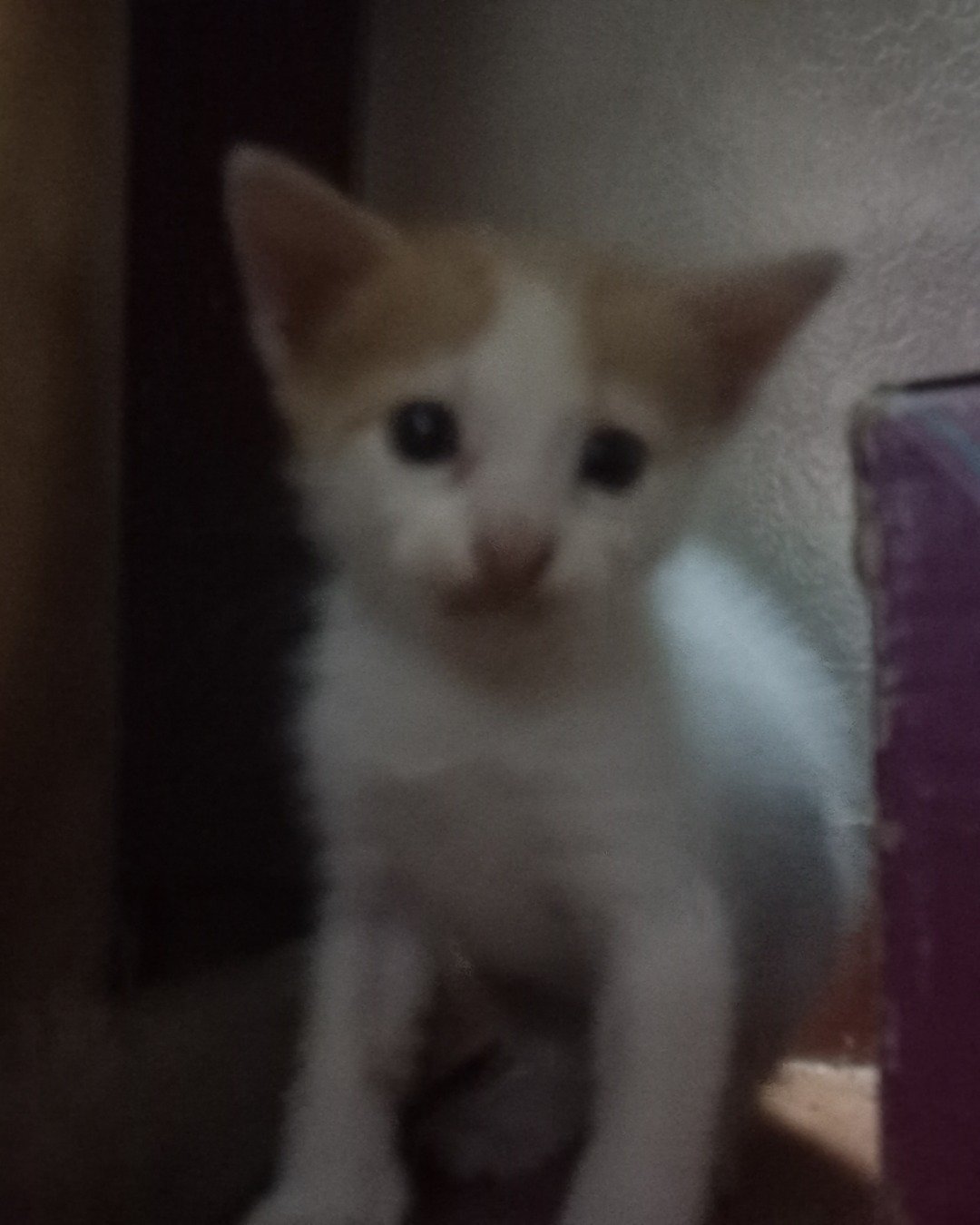 Mango. Cat, Kitten