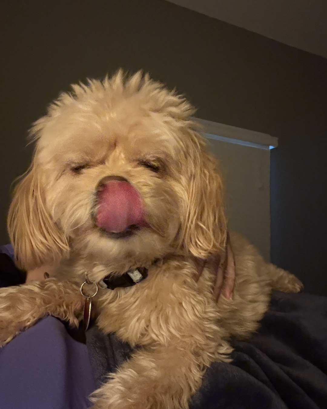 Chewie the Peekapoo. Dog, Puppy, Body Part, Mouth, Person