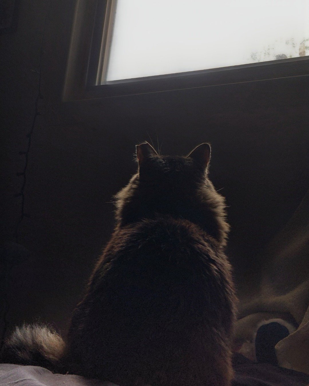 Hot Tamale/Mollie the Norwegian Forest Cat. Cat