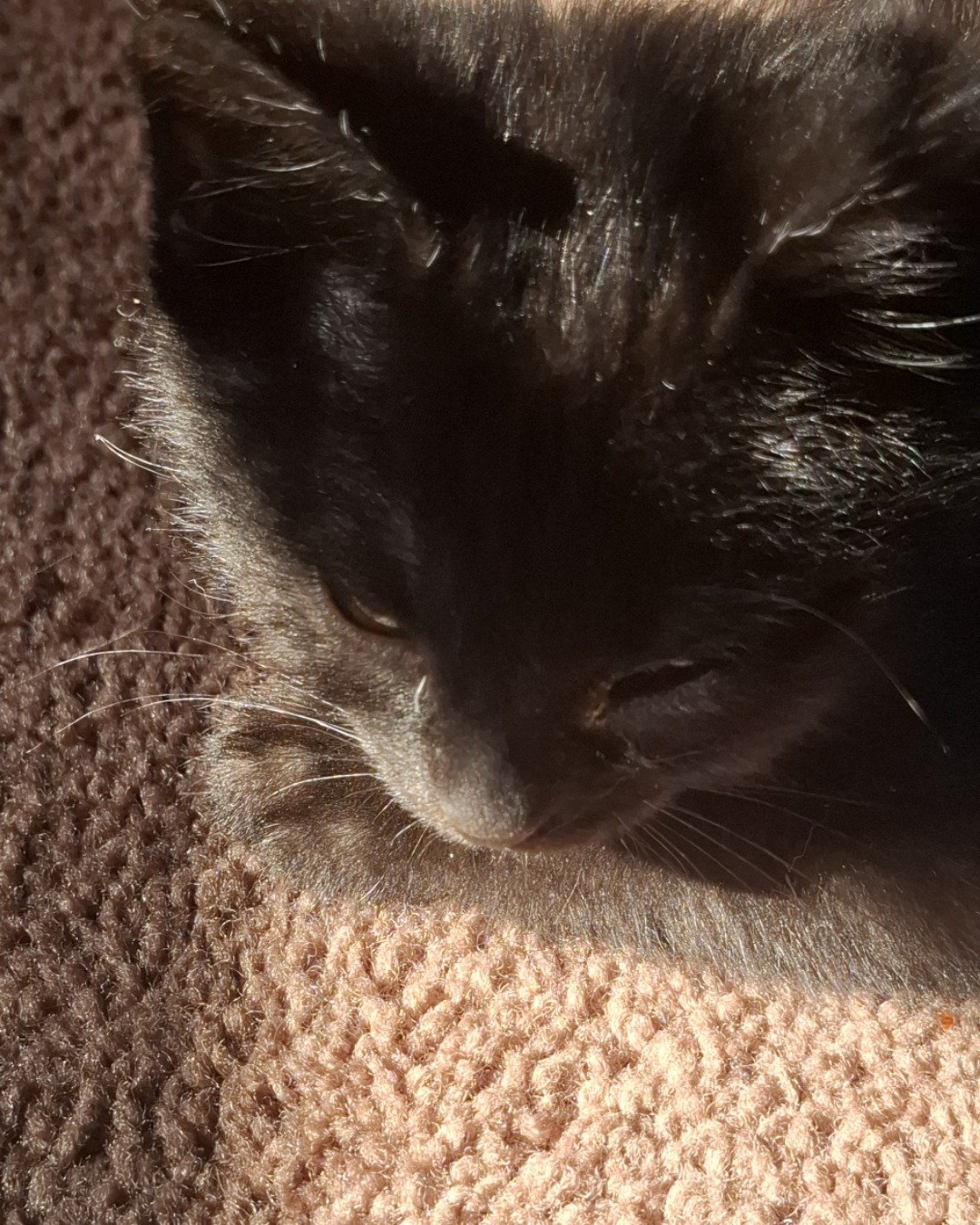 Aries the Black cat. Cat, Kitten, Black Cat