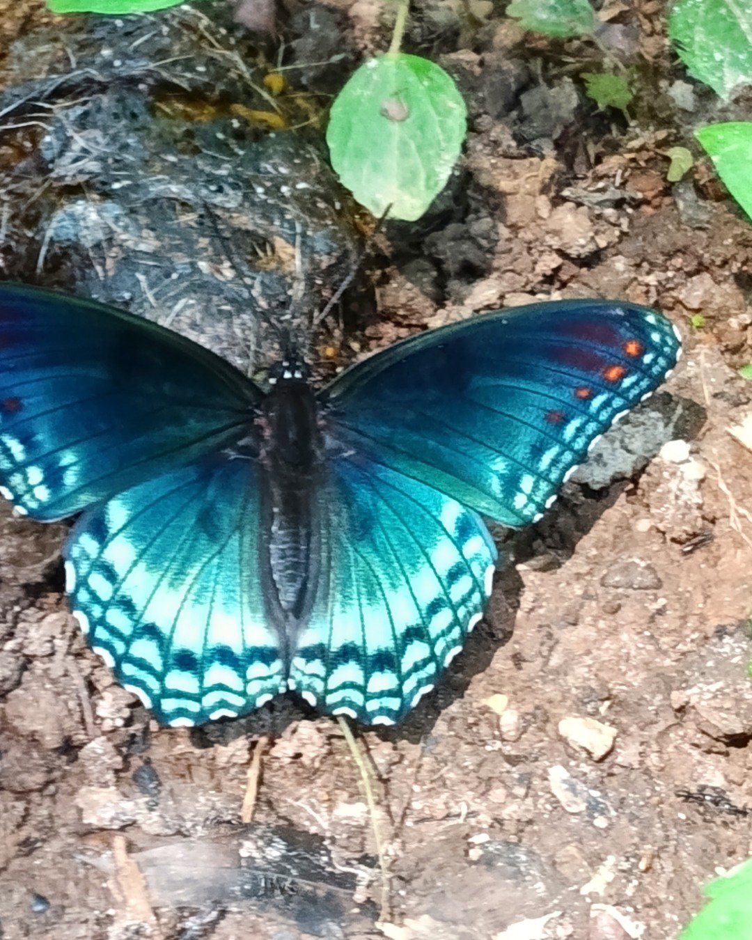butter 🧈 🕊️ the butterfly. Butterfly, Insect, Invertebrate