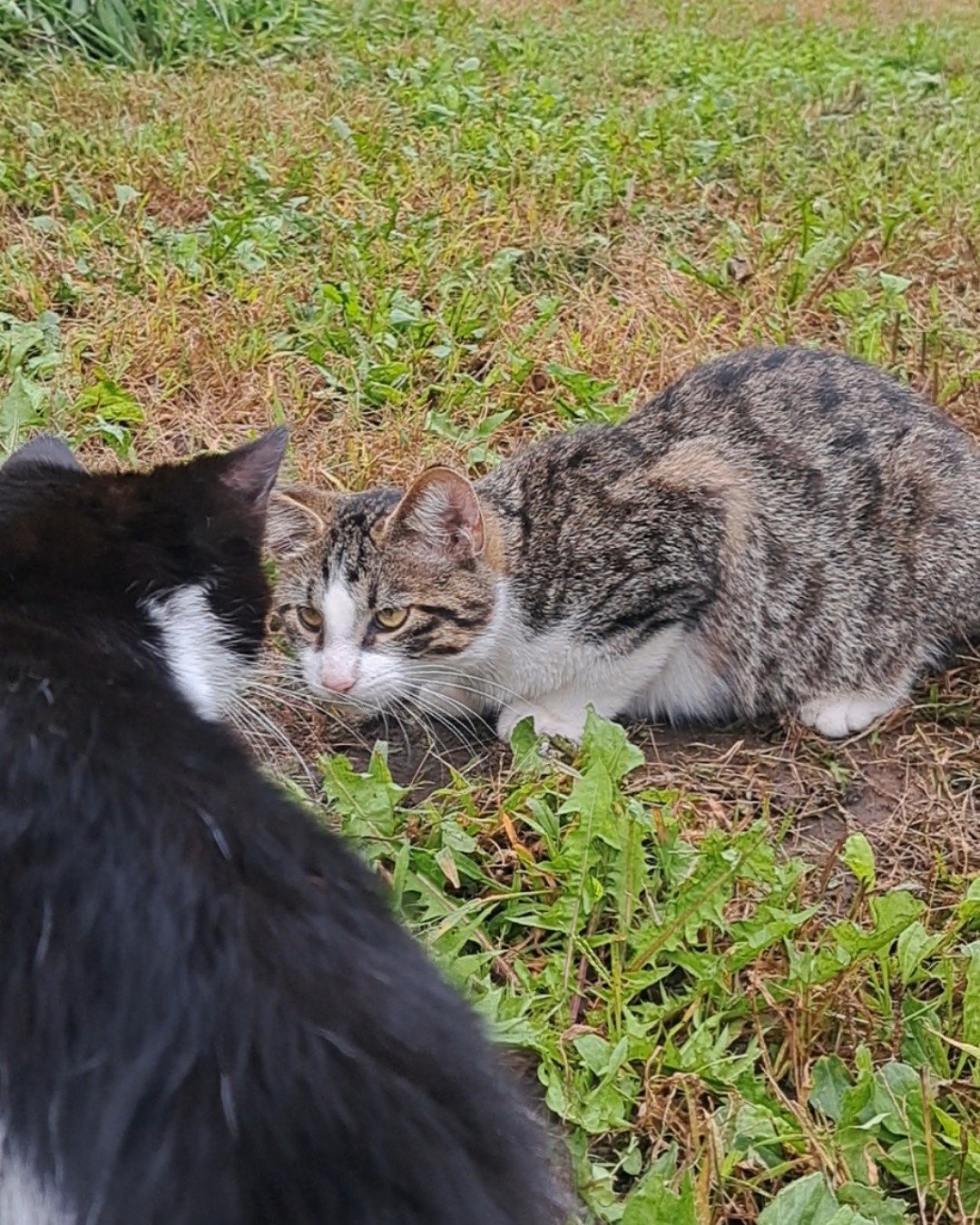 Sol. Grass, Plant, Cat, Kitten, Manx, Herbal
