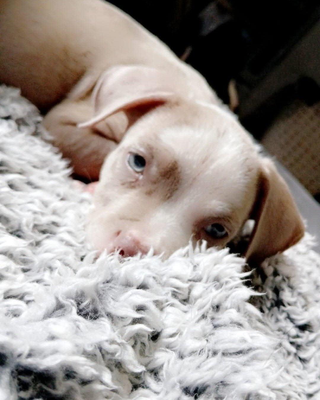 Bisko the pitbull. Dog, Puppy, Hound, Person, Blanket