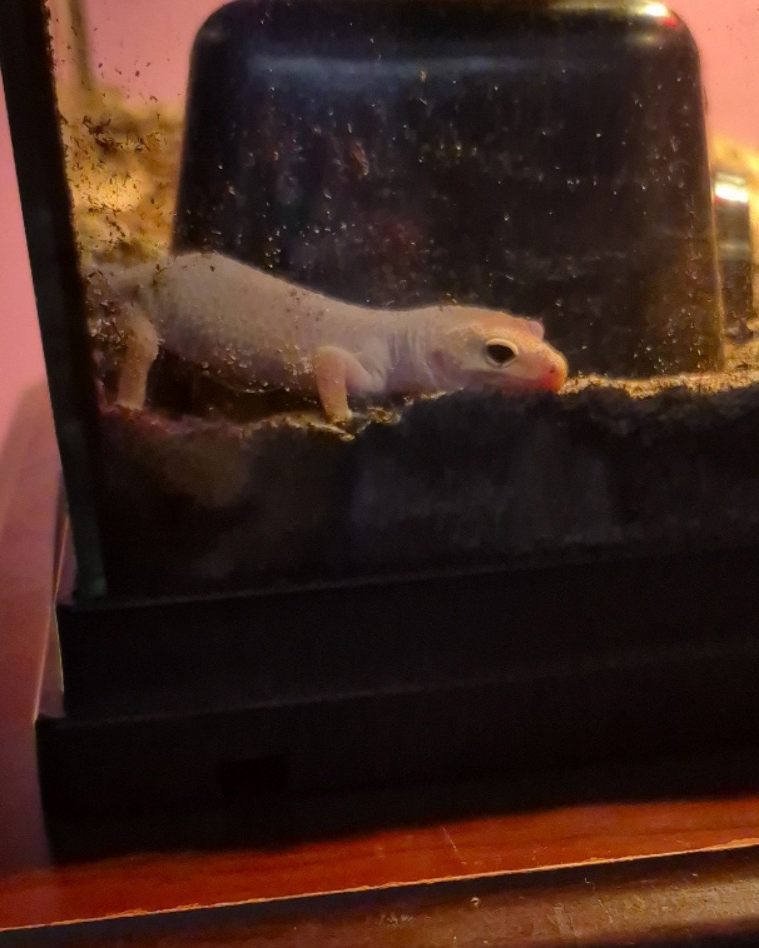 crystal the blizzard lepord gecko. Gecko, Lizard, Reptile, Fish, Sea Life