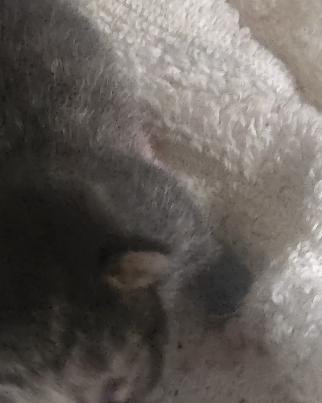 China the tabby. Dog, Puppy, Person, Sleeping, Cat, Kitten