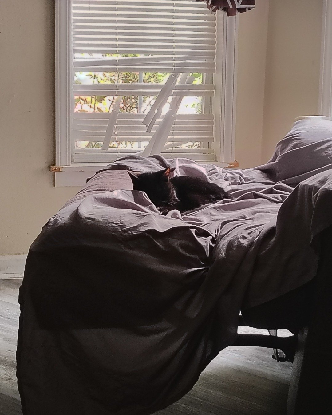 Fish. Blanket, Furniture, Cat, Bed
