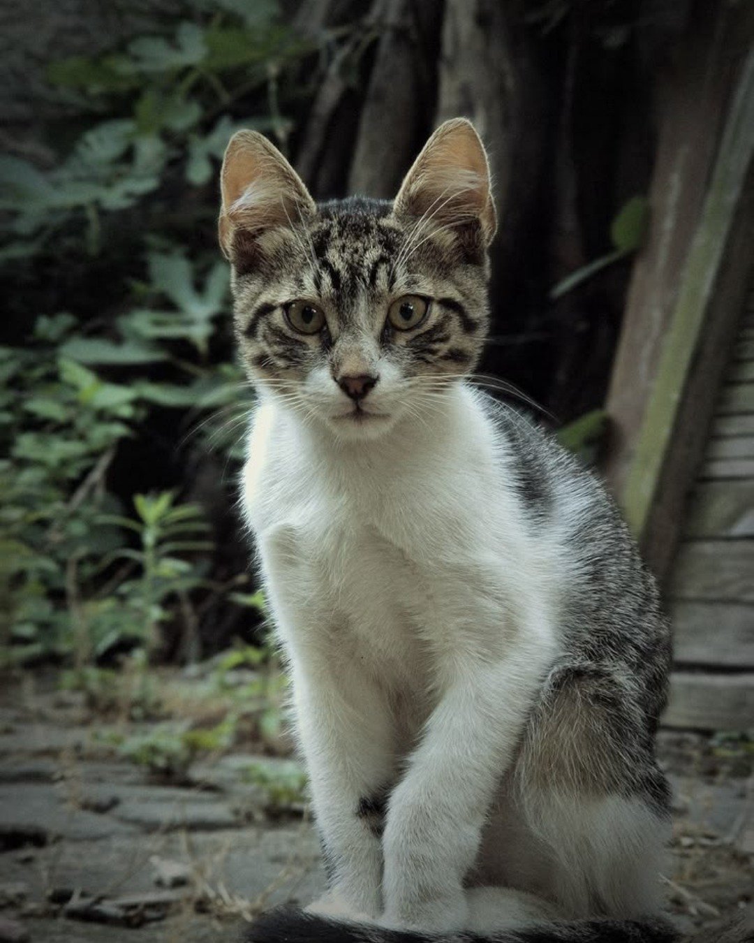 Stray cats I find. Cat, Kitten, Abyssinian