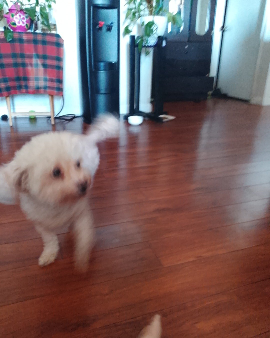 Taco the Chihuahua. Floor, Flooring, Hardwood, Wood, Plant, Potted Plant