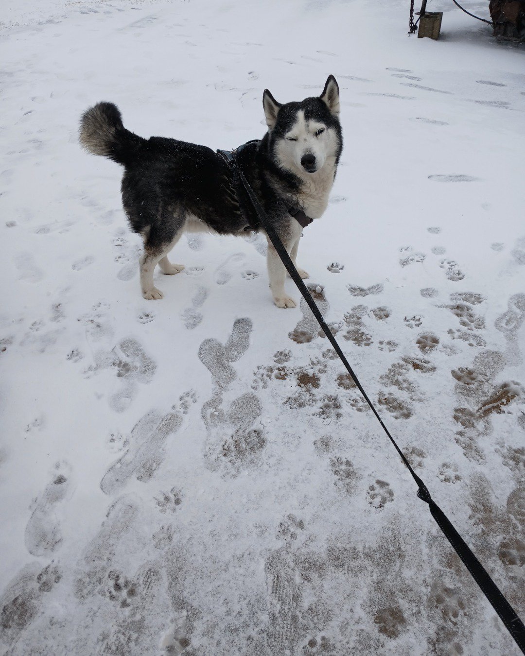 Max Preter the purebred Siberian Husky. Dog, Husky, Accessories, Strap, Outdoors, Nature