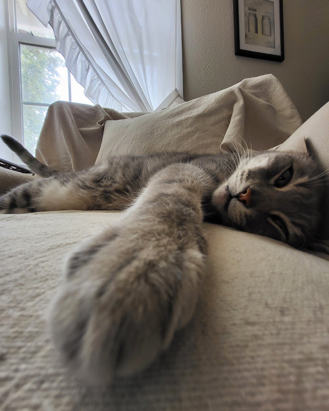 Jack the Tabby. Couch, Furniture, Home Decor, Person, Sleeping, Cushion