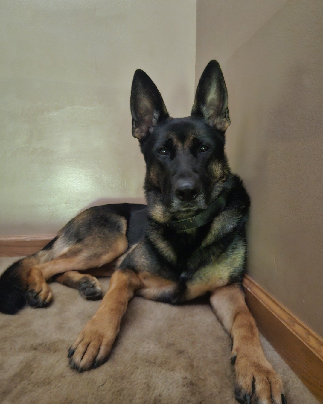 Nora i have multiple animals the German Shepherd.. Dog, German Shepherd, Puppy