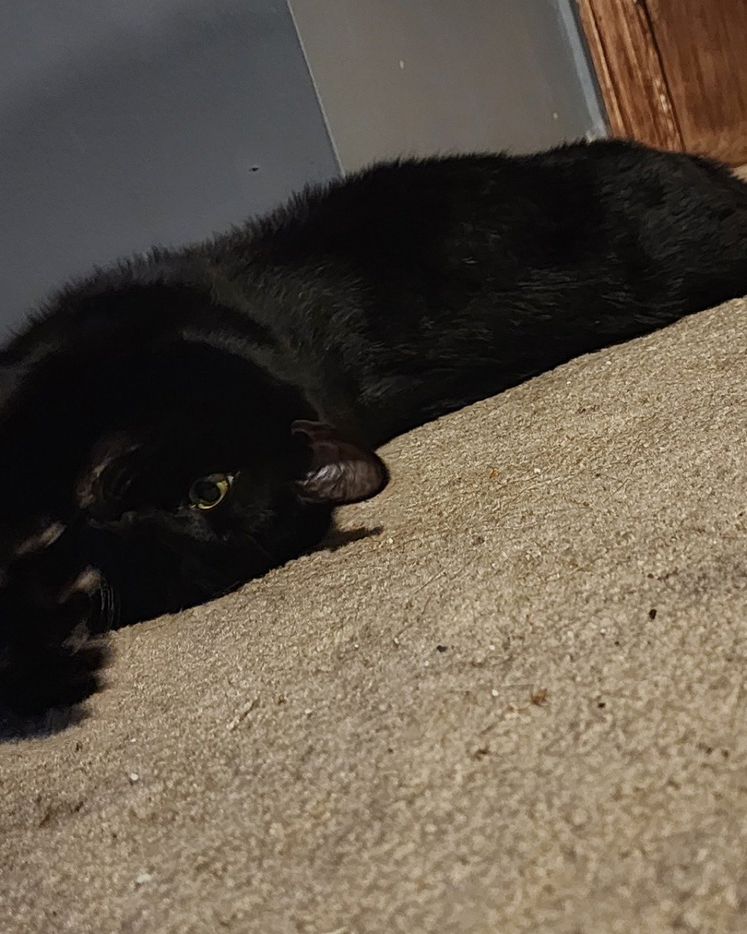 Unity. Cat, Black Cat