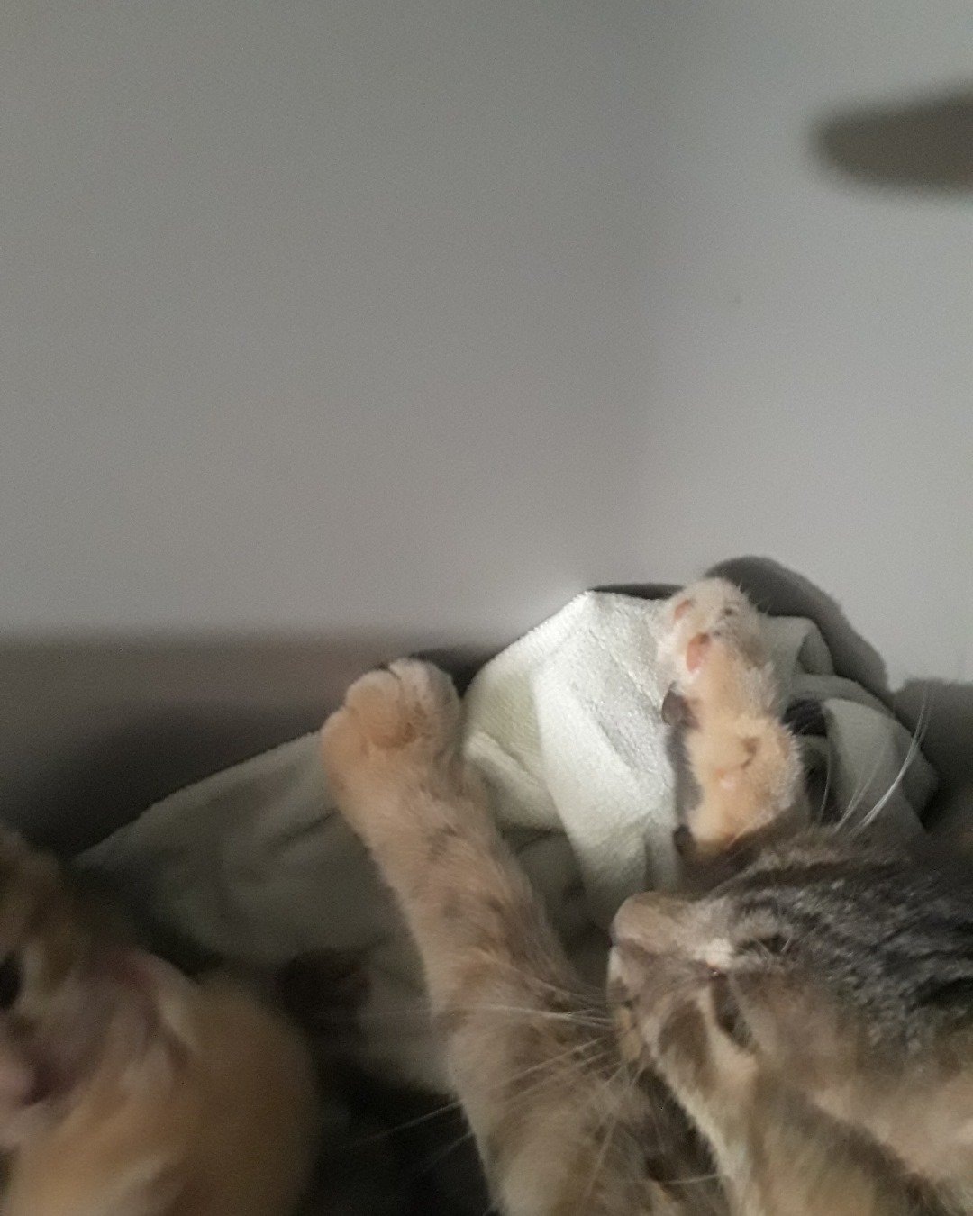 socks the gray tabby. Couch, Furniture, Cat, Kitten, Person, Sleeping
