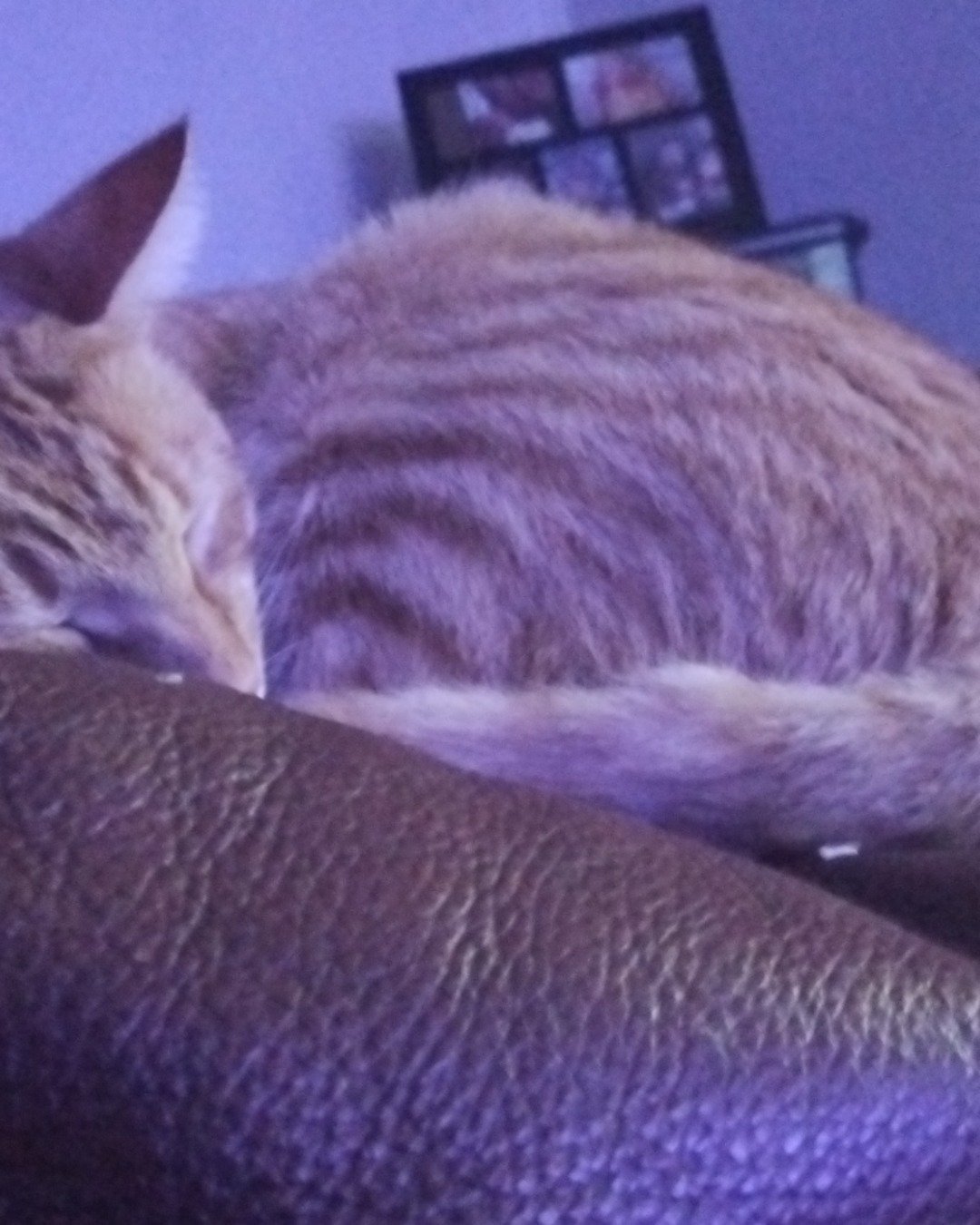 Ginger the tobby cat. Couch, Furniture, Cat