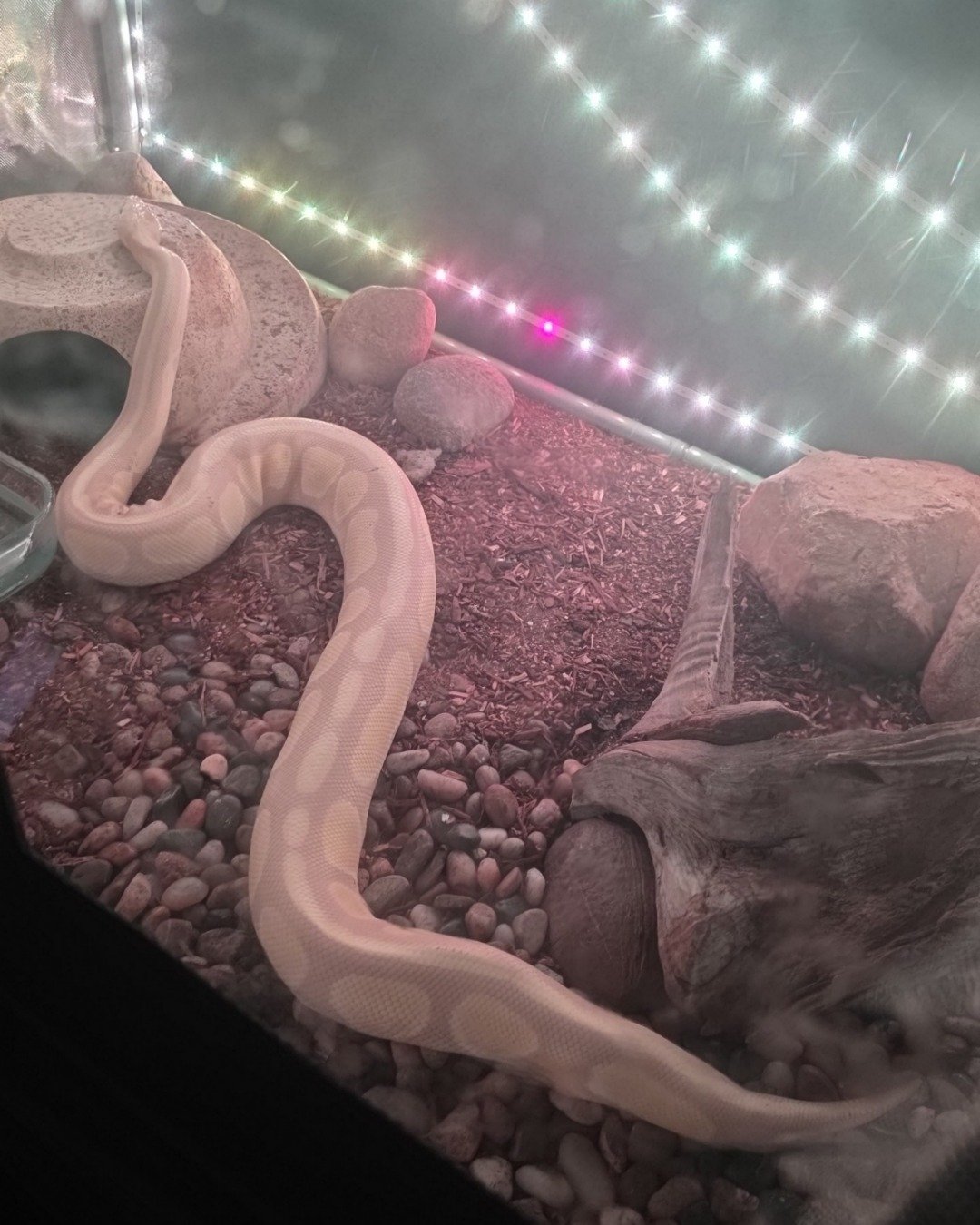 Gouda the Ball Python. Reptile, Snake