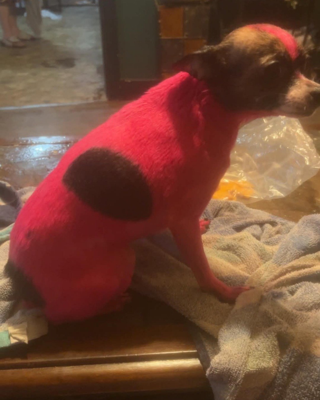 moo moo the female Chihuahua. Dog, Puppy, Bear