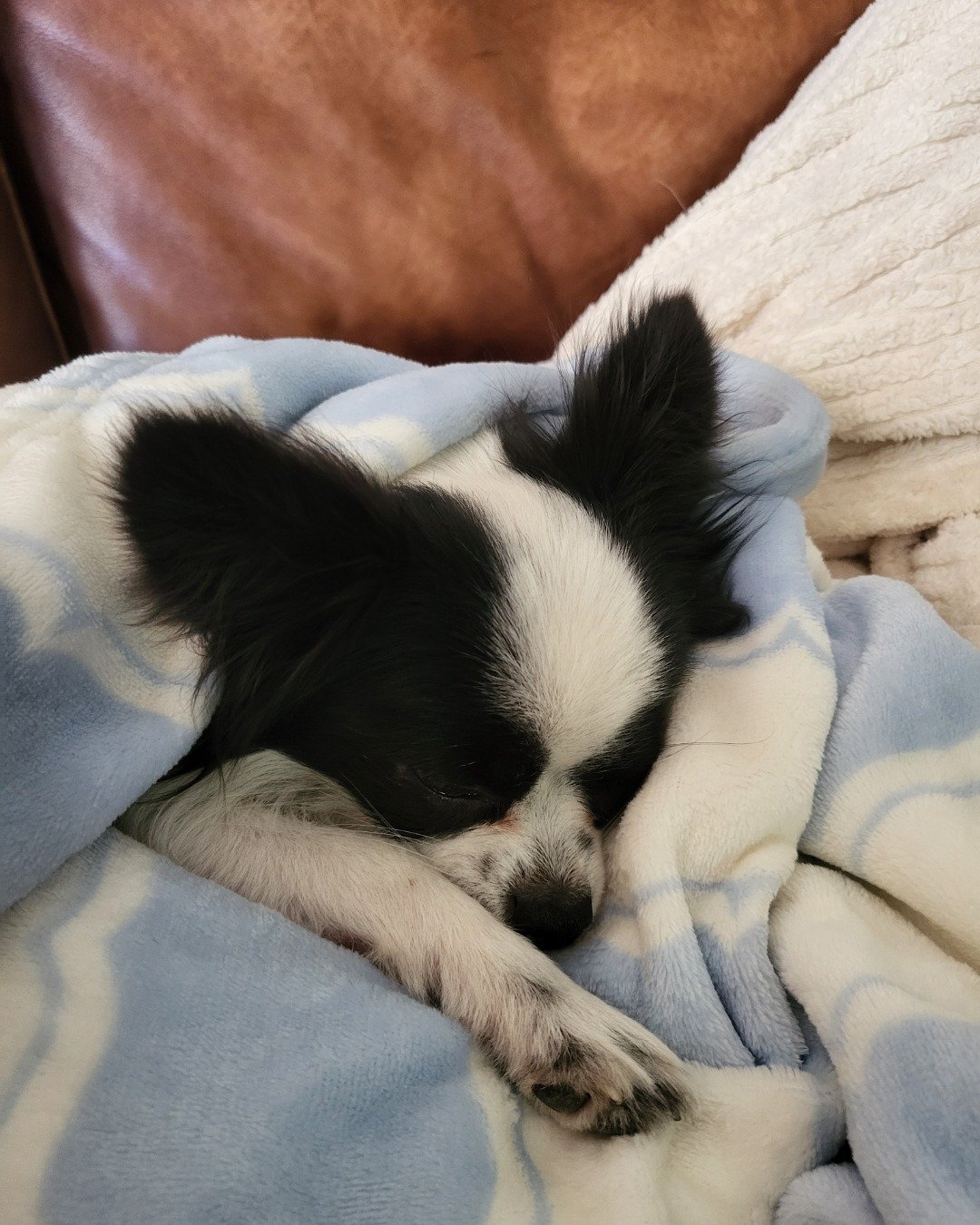 Danny the Long haired Chihuahua. Dog, Puppy, Blanket, Cocker Spaniel, Papillon