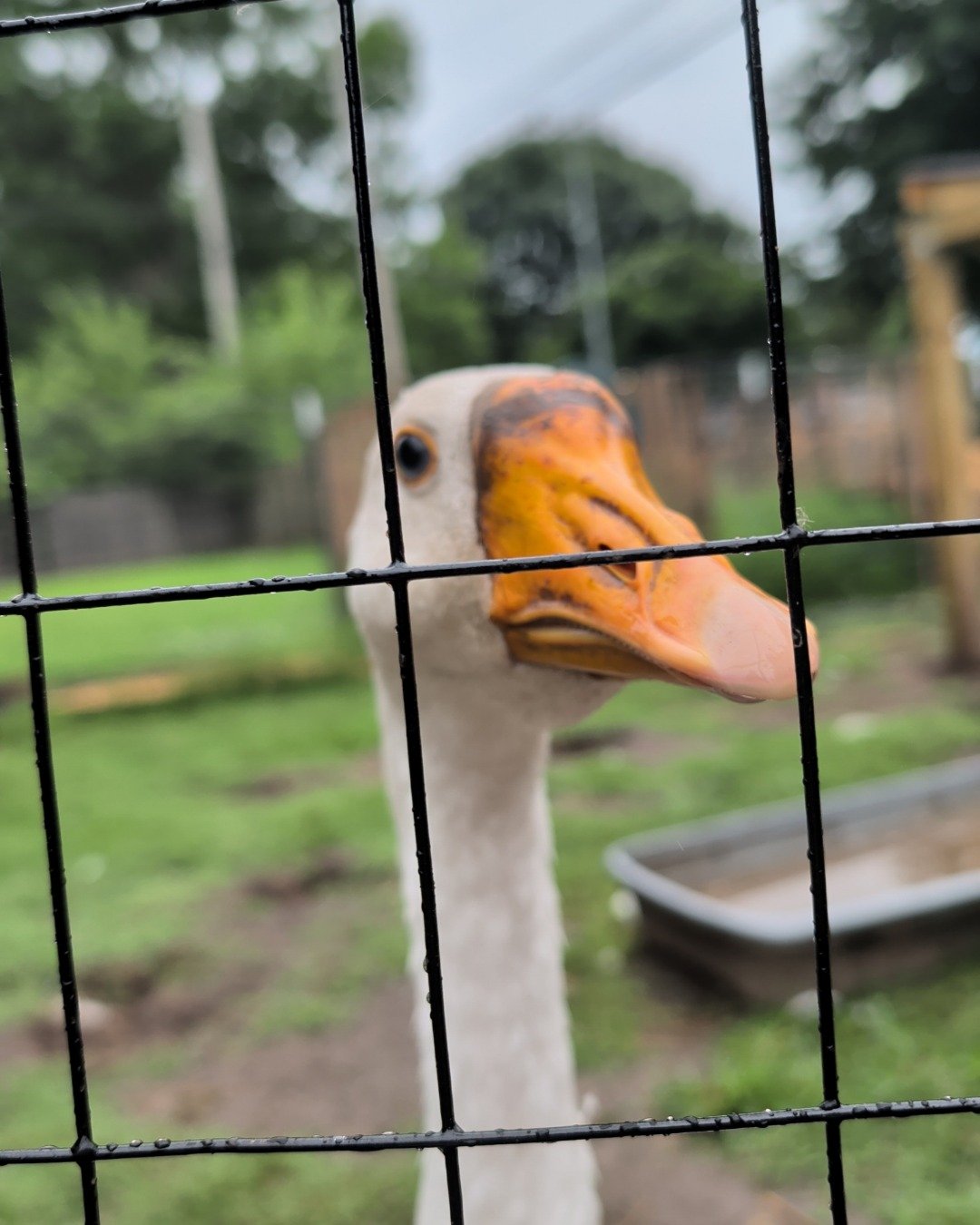 pongo the ducks and geese. Beak, Bird