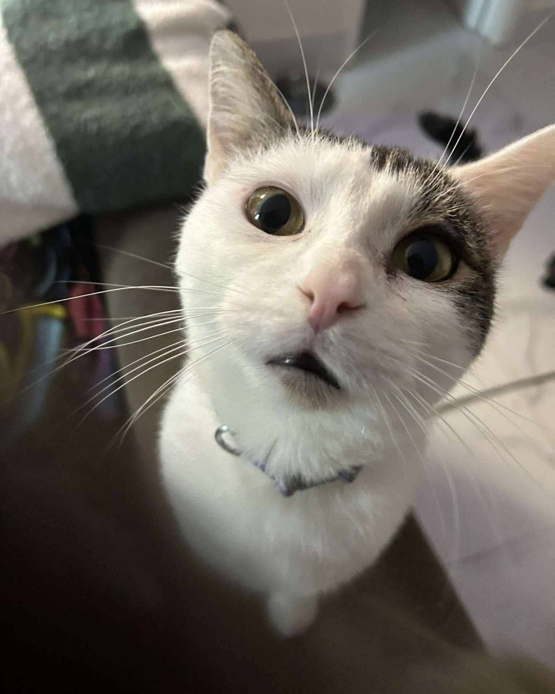 Gort. Cat, Kitten