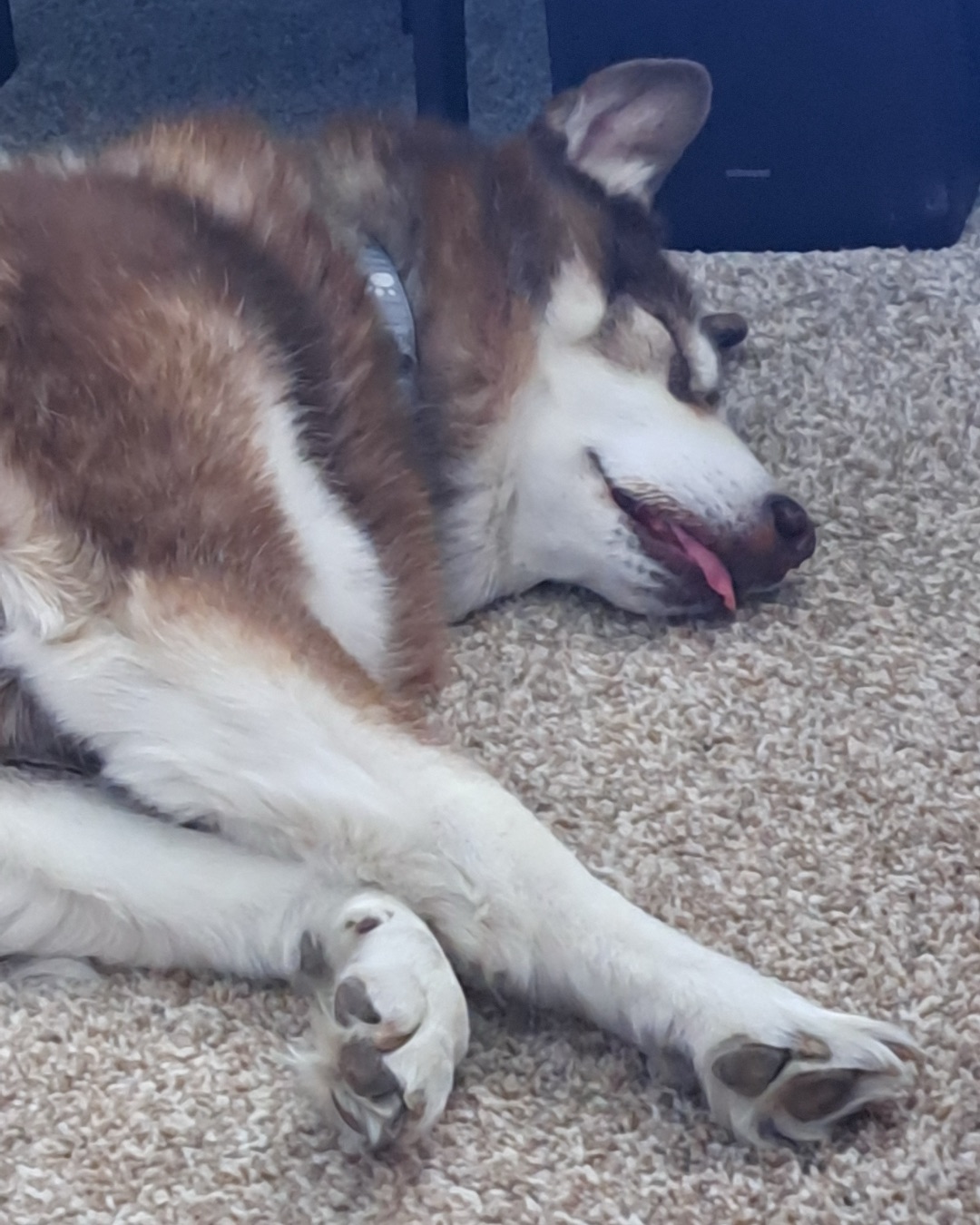 Nala the Siberian Husky