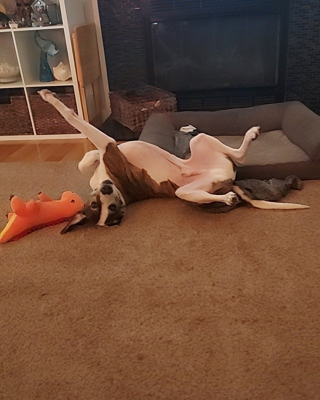 Bucky the Hound/Boxer. Dog, Floor