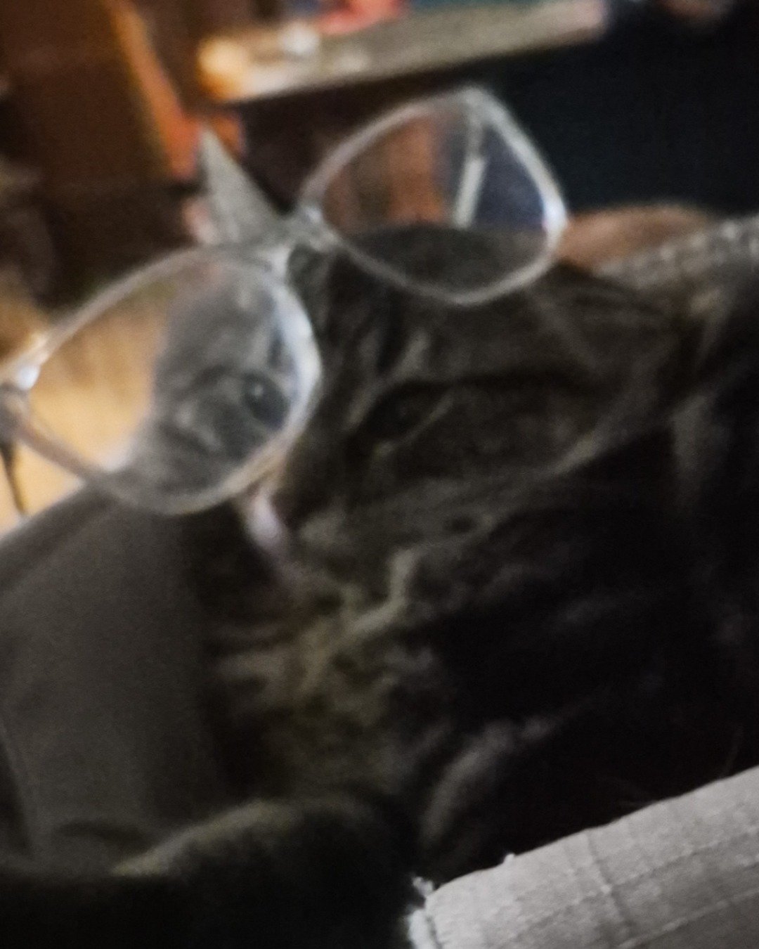 Noodle the Domestic longhair. Accessories, Glasses, Sunglasses, Dog, Couch, Furniture
