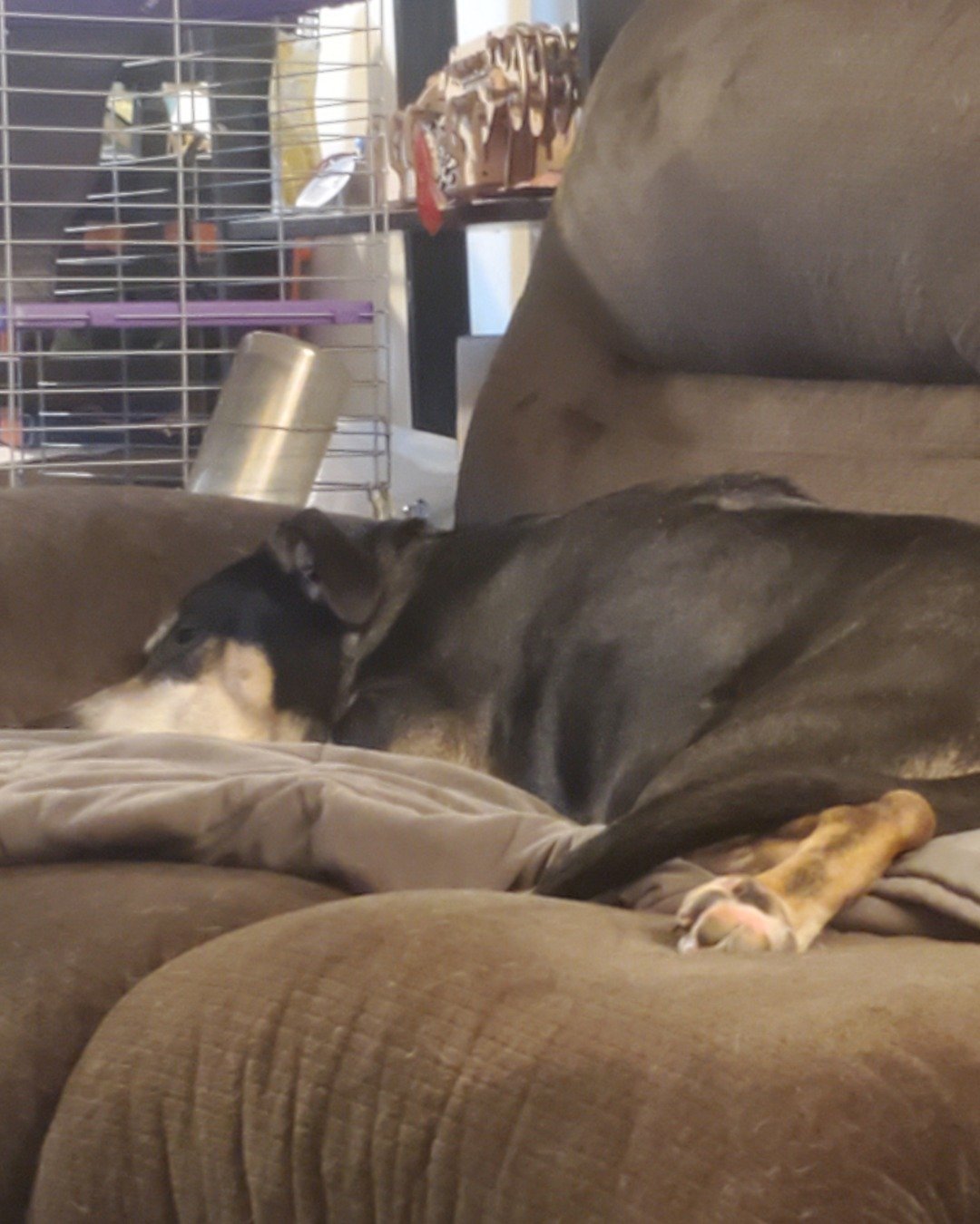ziggy the German Shepherd greyhound mix. Couch, Furniture, Dog, Home Decor