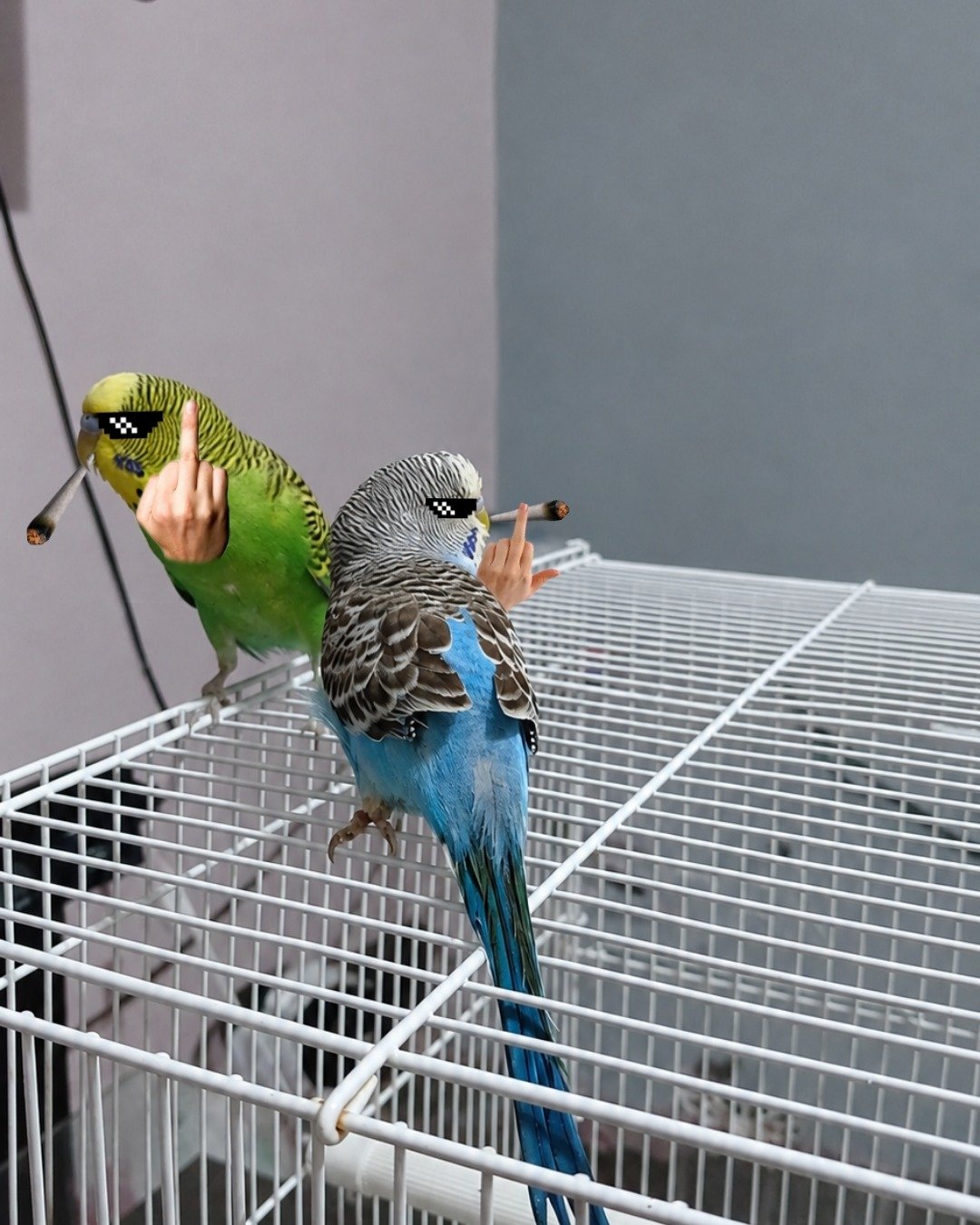 lemon and snow. Bird, Parakeet, Parrot