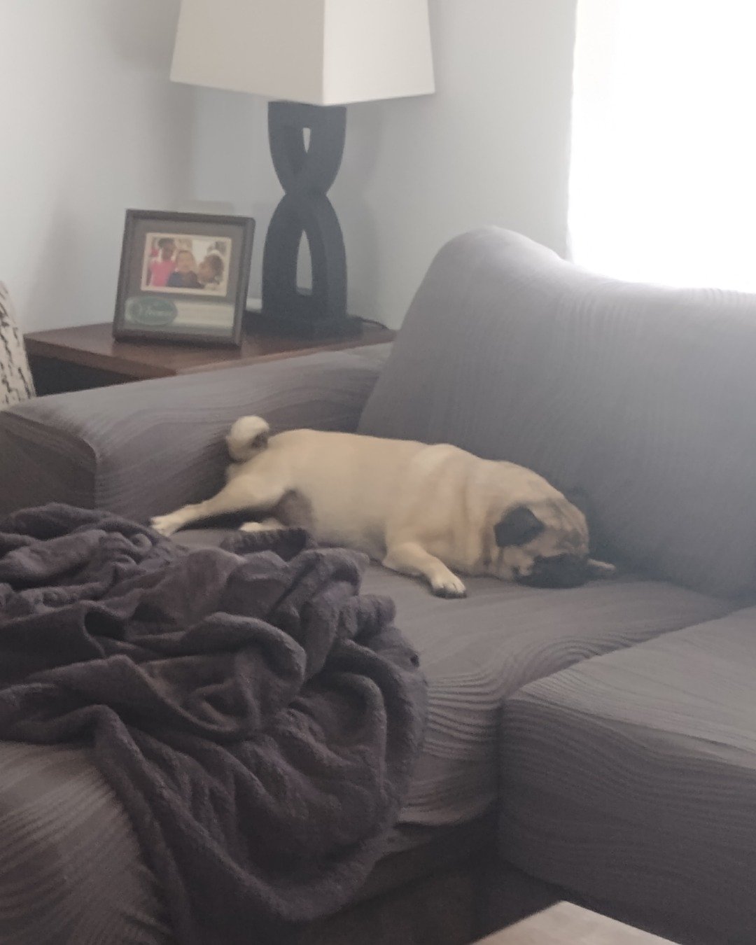 chewy the pug. Couch, Furniture, Lamp, Cushion, Home Decor, Photo Frame