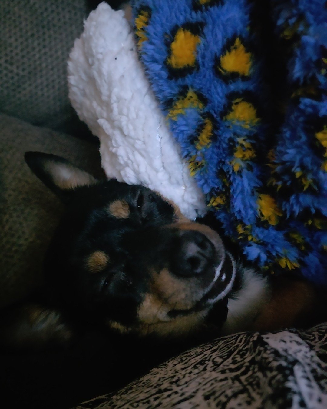 Luci the terrier mix. Dog, Puppy, Blanket, Couch, Furniture