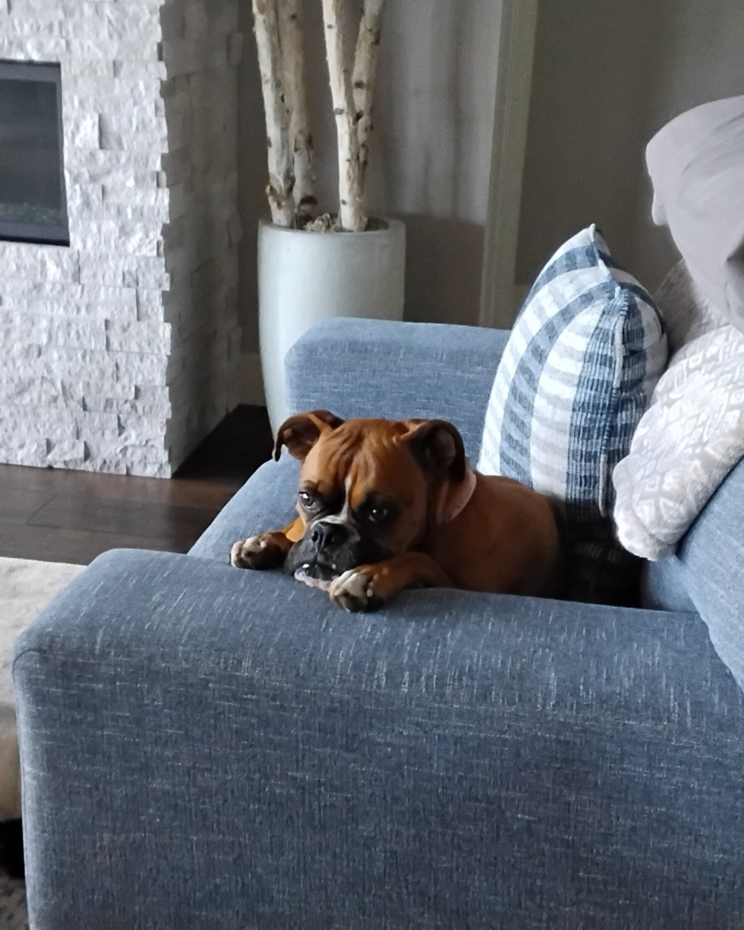 Niya the Boxer. Furniture, Dog