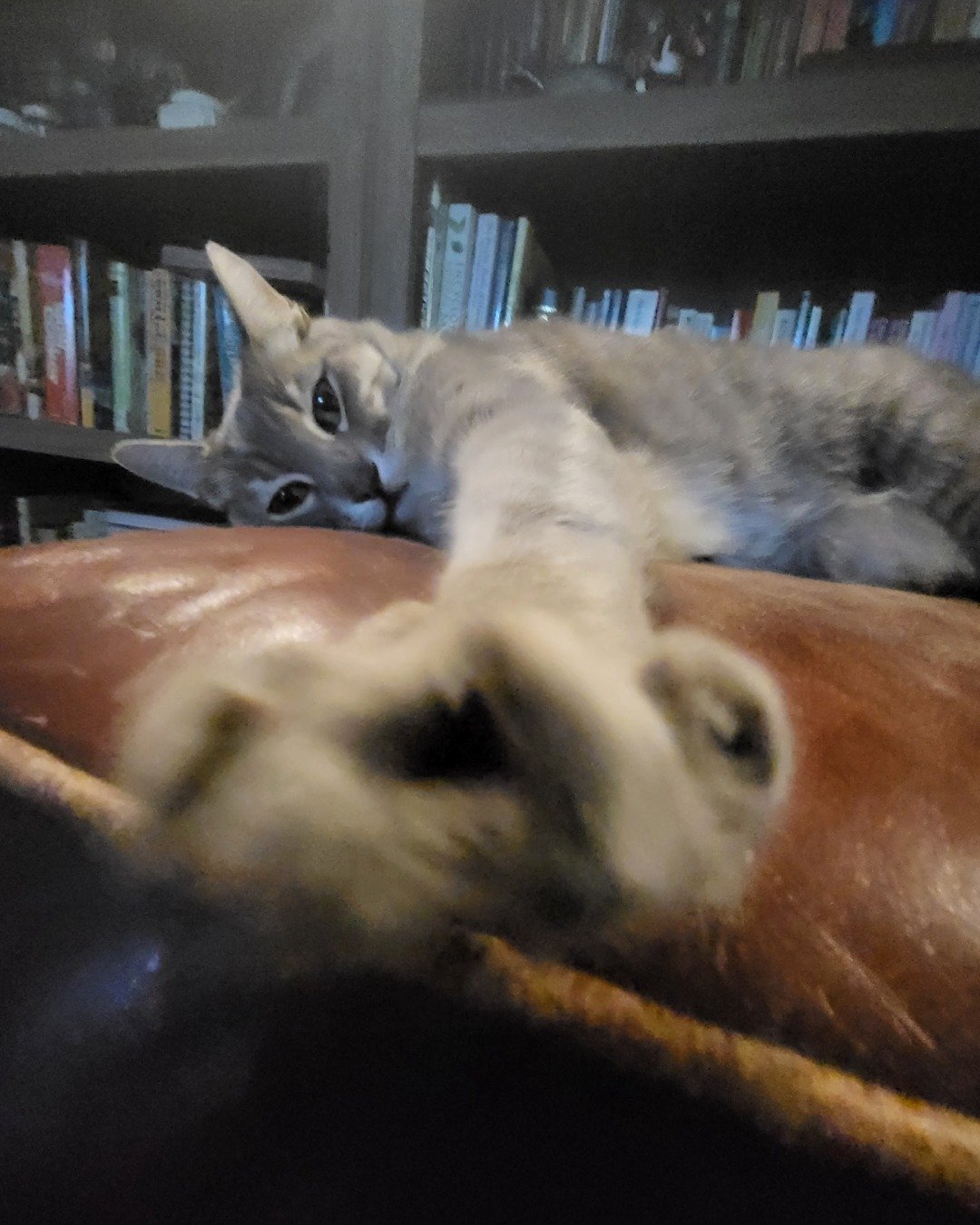 Jack the Tabby. Book, Indoors, Library, Publication, Furniture, Cat