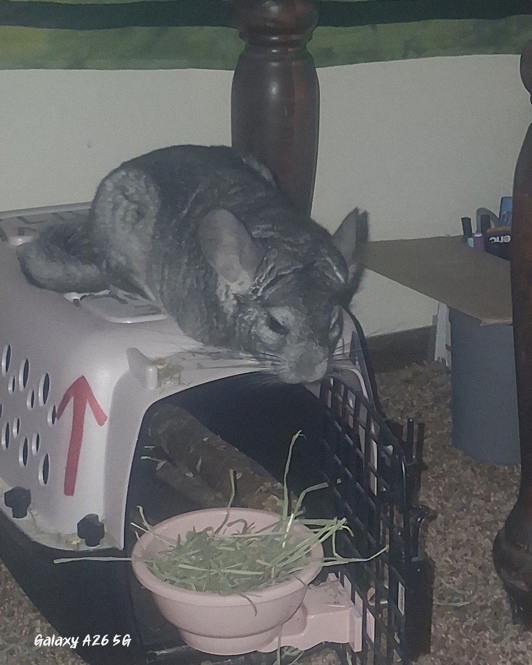 Chimmichanga the Chinchilla. Rodent, Chinchilla