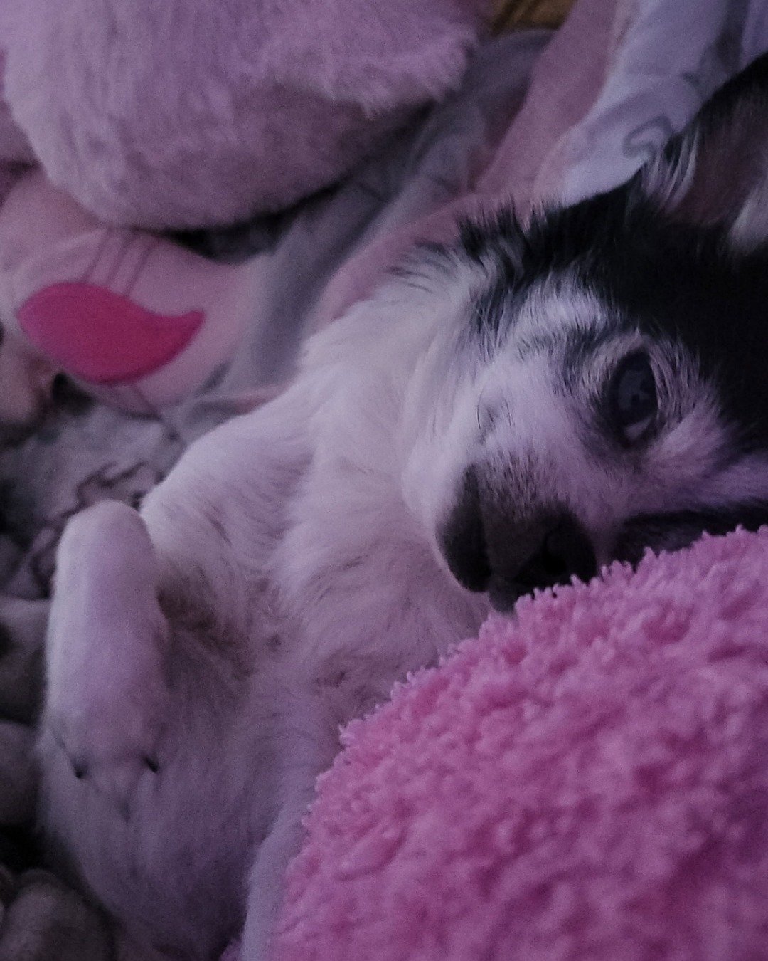 lulu the chihuahua. Dog, Puppy