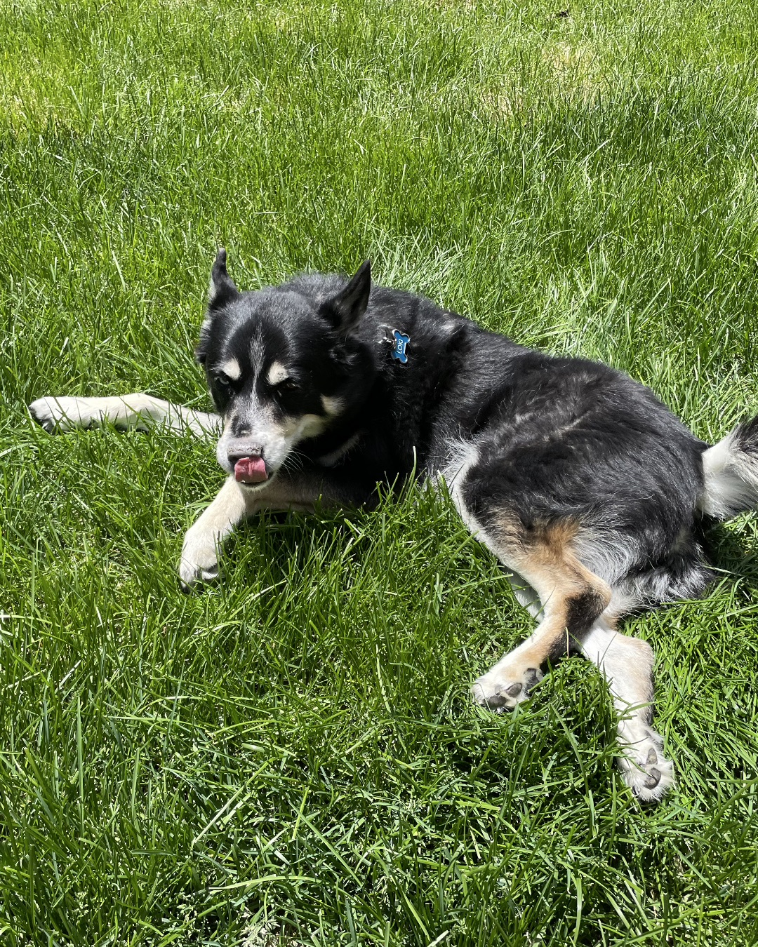 Loki the Husky Mix