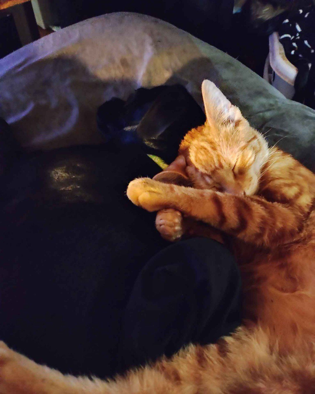 Pumpkin. Furniture, Couch, Cat, Blanket
