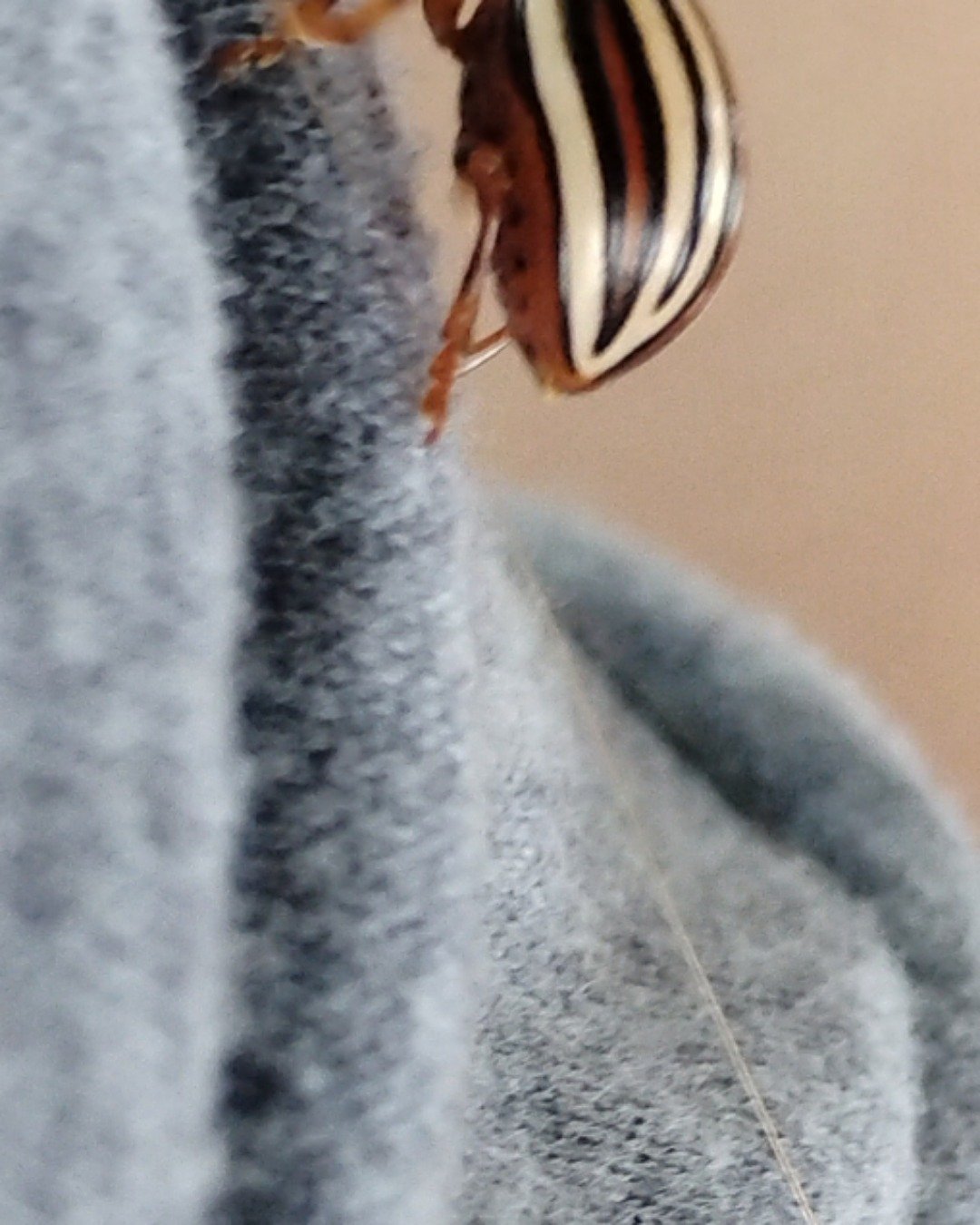 Tater the False Potato Beetle. Bee, Insect, Invertebrate, Wasp