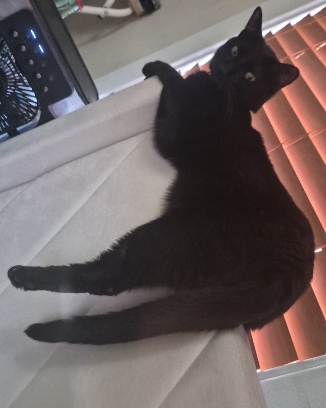 onyx😎 the black cat 🐈‍⬛. Cat, Black Cat