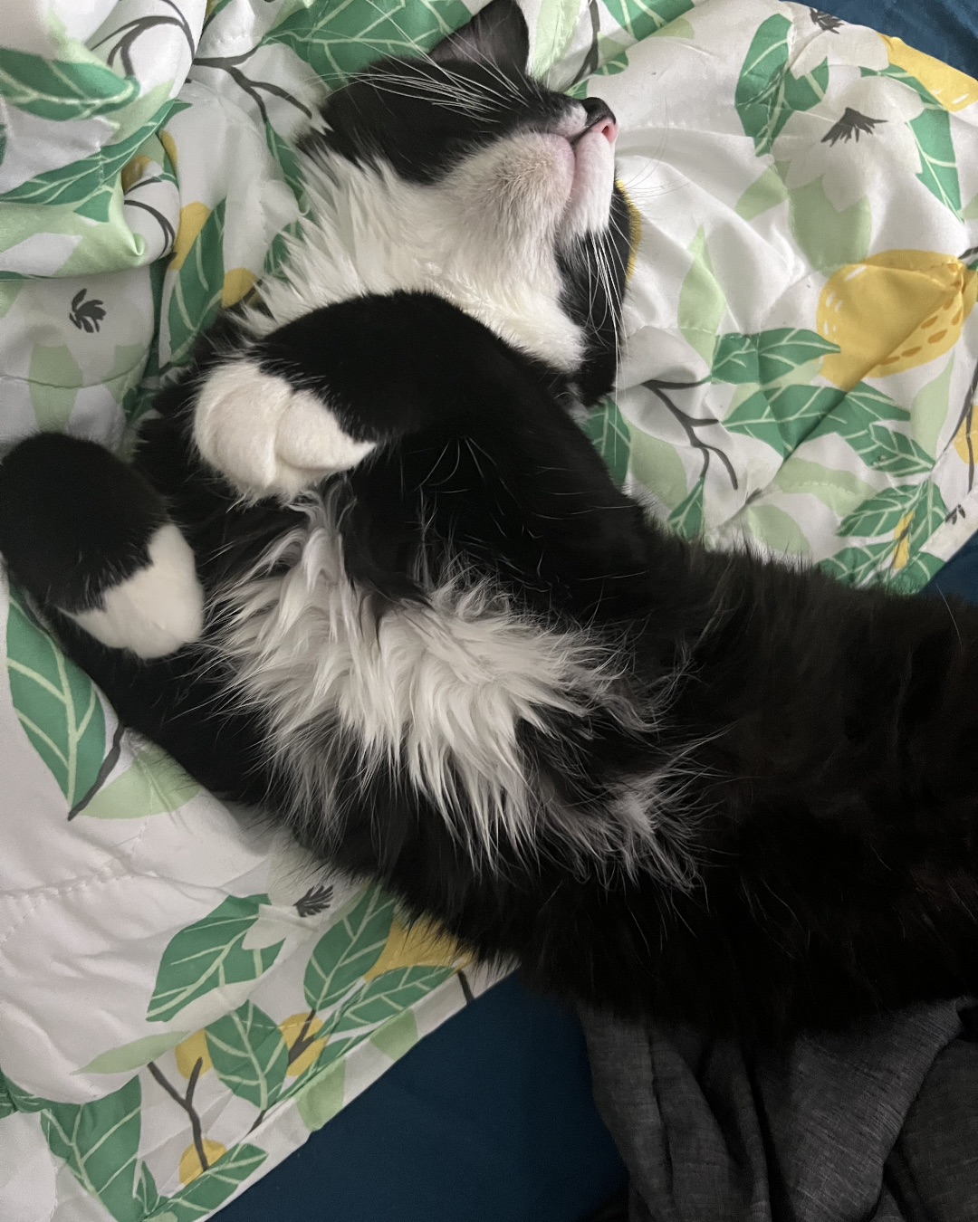 Oliver Bean. Couch, Furniture, Cat, Person, Sleeping, Kitten
