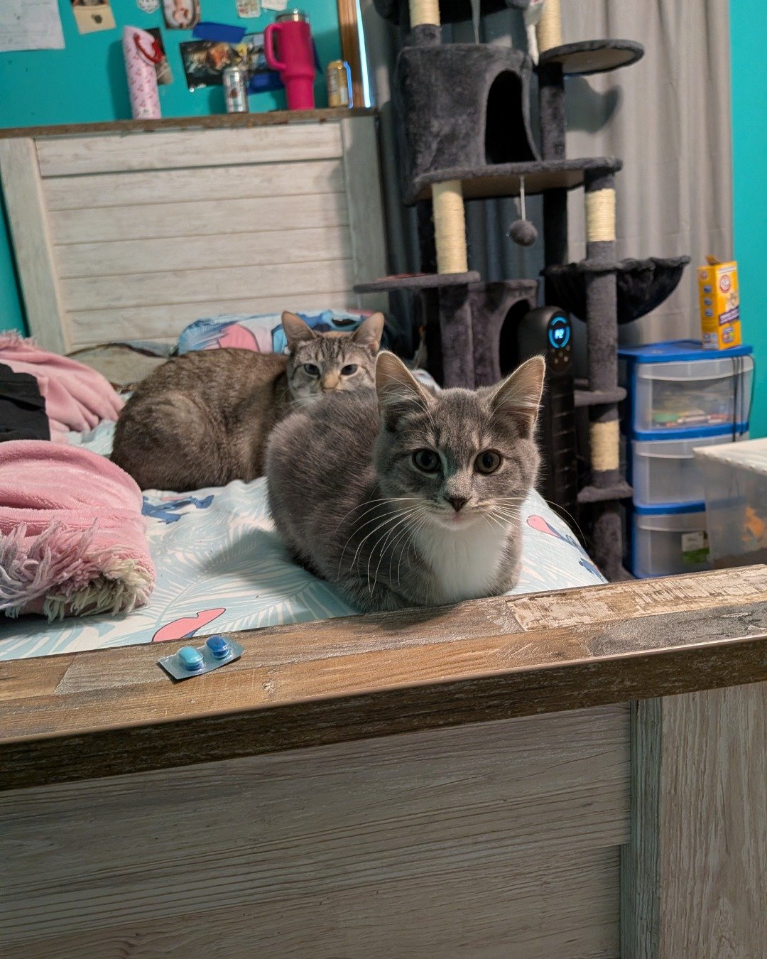 Hoshi and Luna the Tabby, Siamese mix for Hoshi and bicolor Tabby for Luna. Wood, Plywood, Abyssinian, Cat, Furniture