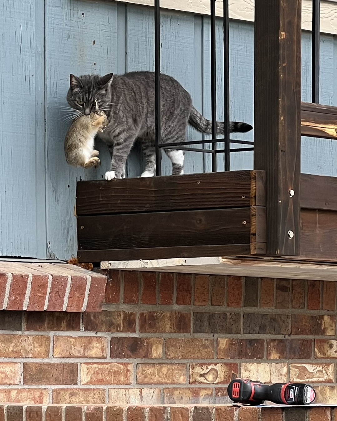 Betty the American Tabby — Wood, Hardwood, Cat, Brick, Stained Wood, Kitten