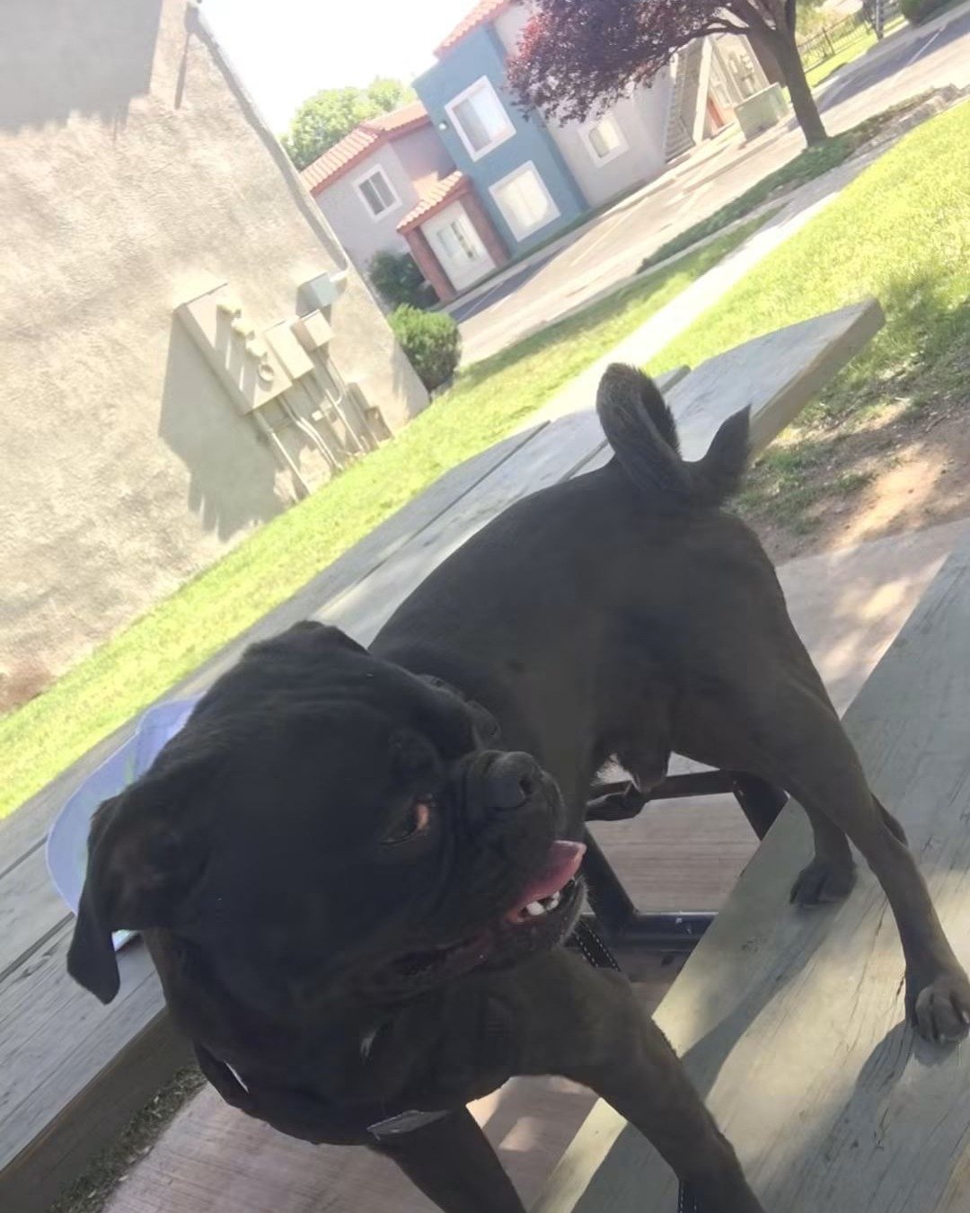 Biggie Big Pig the Pug. Dog, Bulldog