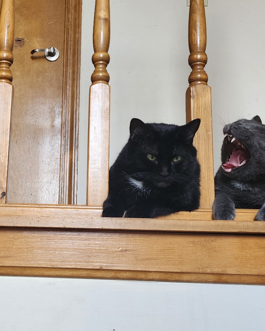 Happy, Rick, and Unity together. Wood, Hardwood, Cat, Stained Wood, Indoors, Interior Design