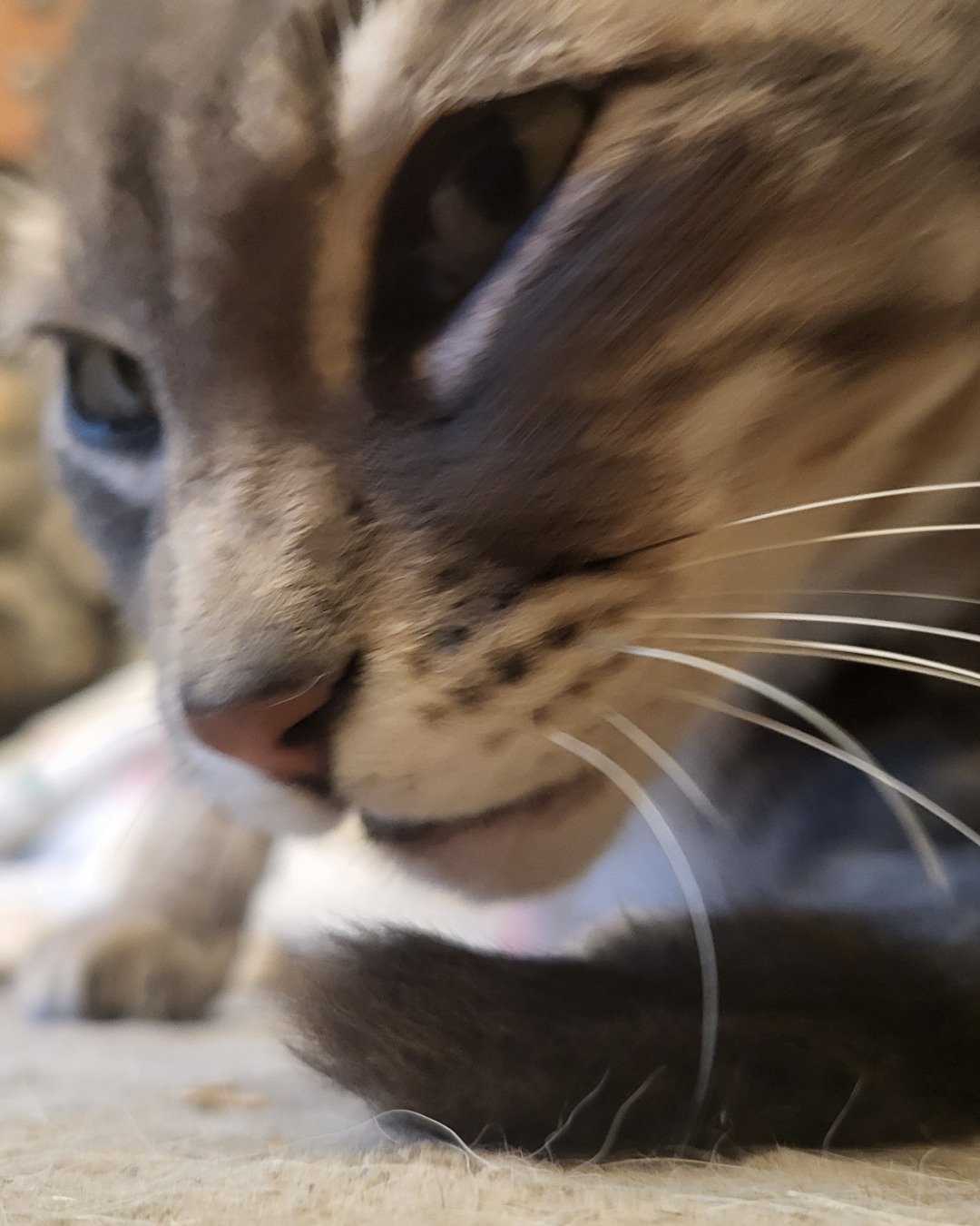 Jack the Tabby. Cat