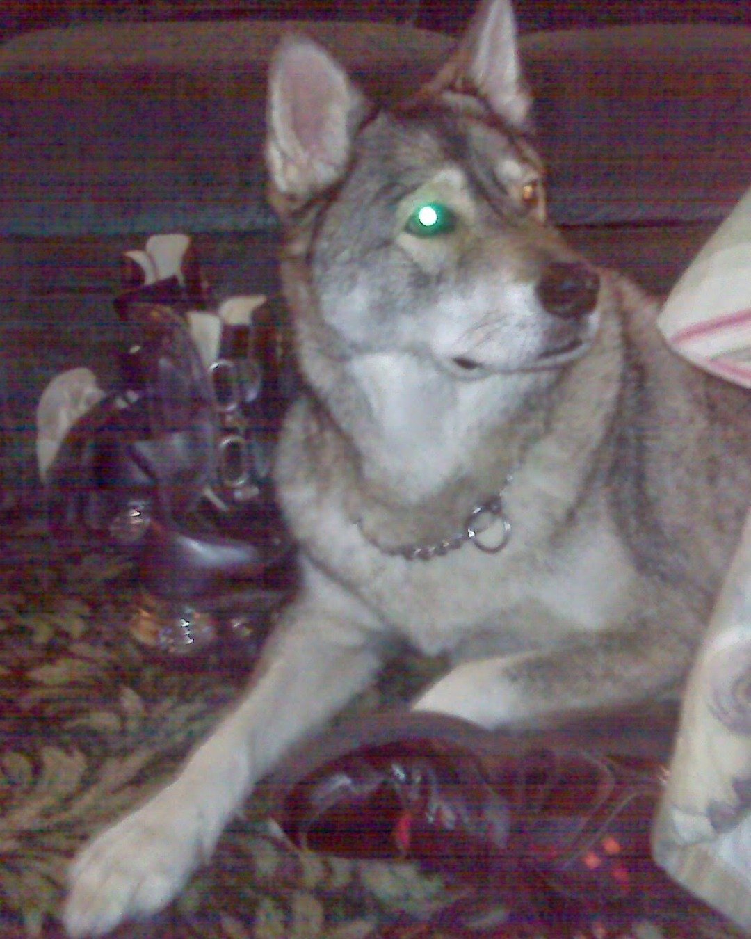 all my floofs. Dog, Husky, Coyote