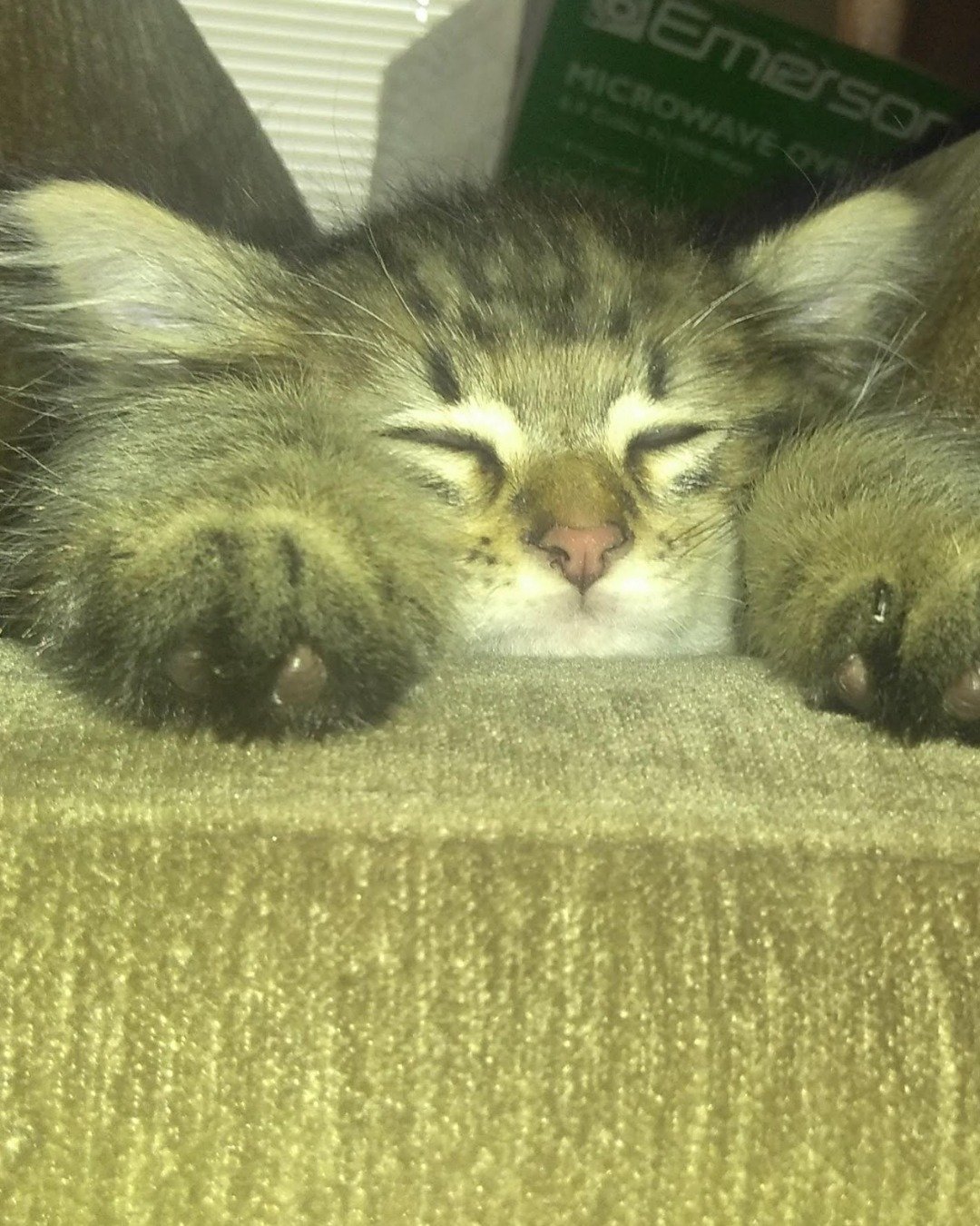 Booey; Baby Boy; Ka-Booey; Boo-Titters the MaineCoon Mix, Tabby. Cat, Kitten, Person, Sleeping