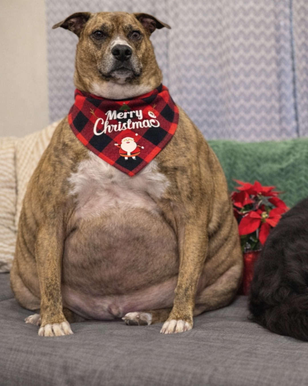 Cooper the Pitbull Mutt — Couch, Furniture, Accessories, Dog