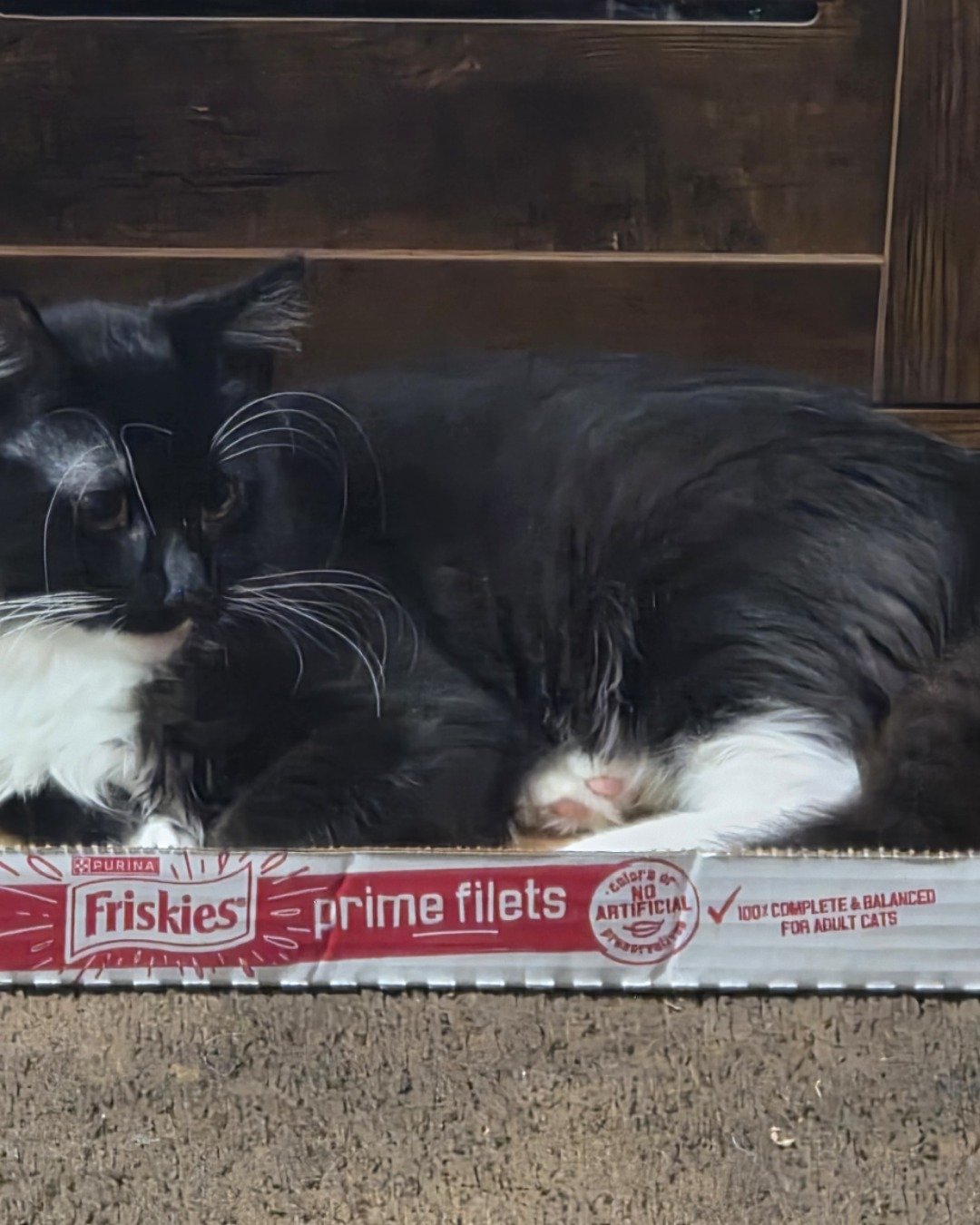 Andy. Cat, Kitten, Box