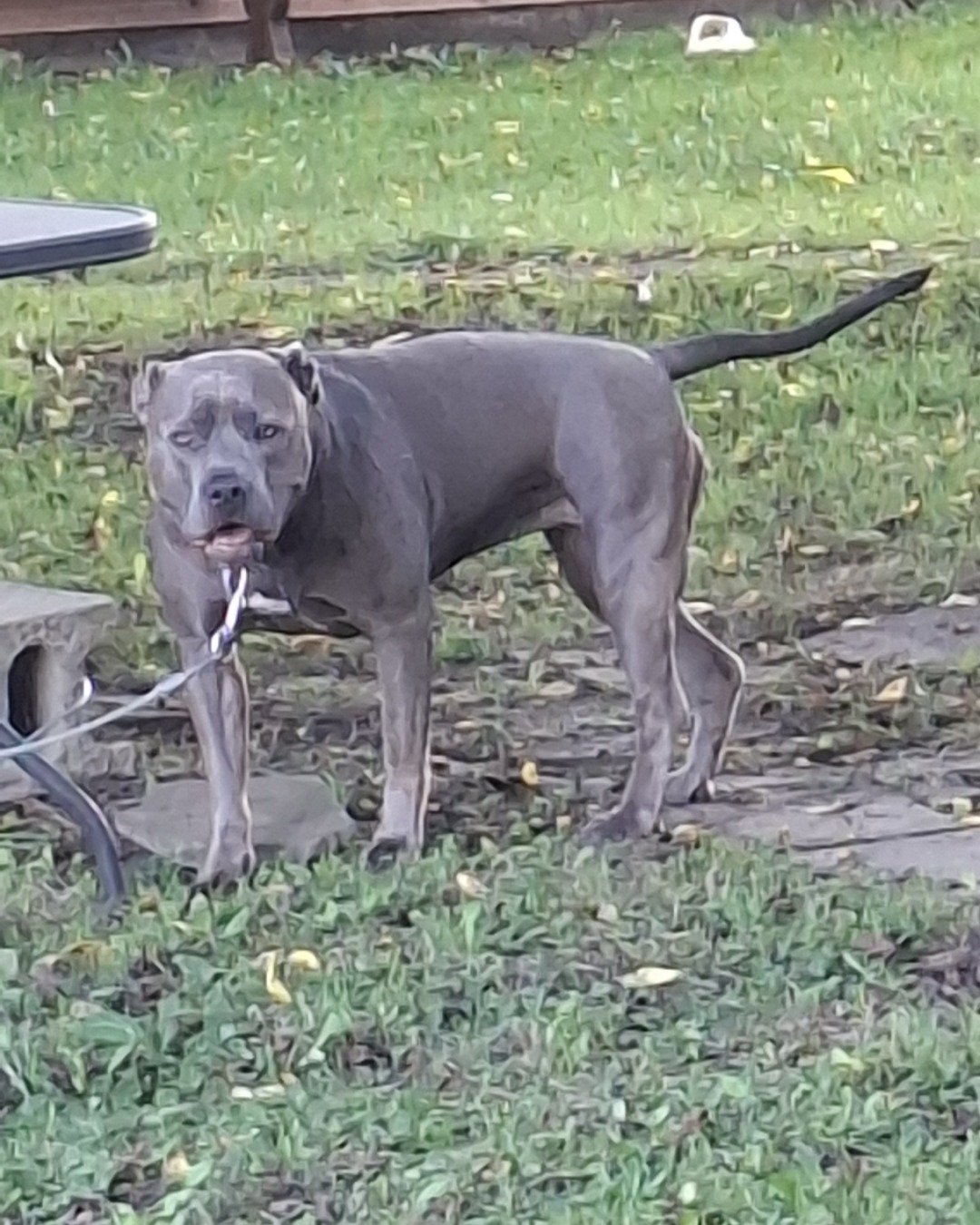 violet the pitbull. Grass, Plant, Dog