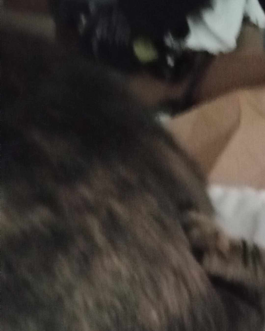 bobo. Couch, Furniture, Cat